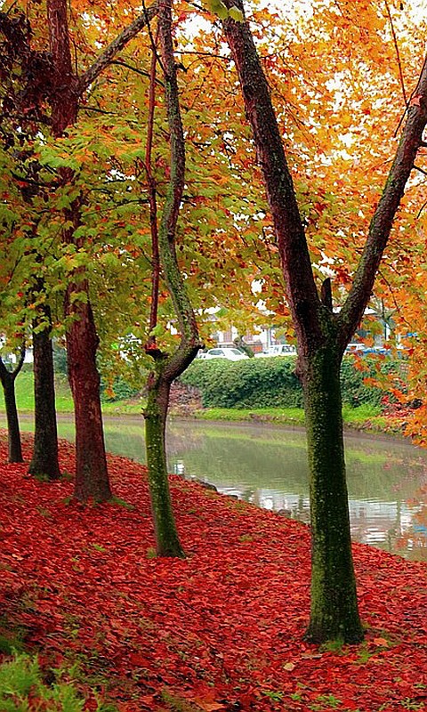 Trikala trees and the river 2